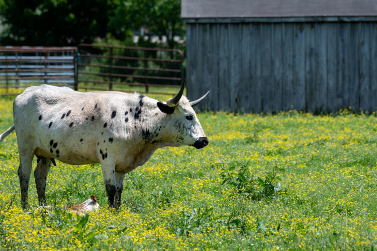 Keeping an Older Cow